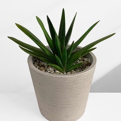 観葉植物 ガステリア
の画像