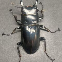 ネパールコクワガタ♂34㎜単品 ①