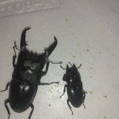 パラワンオオヒラタ99ミリペア
