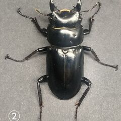 ネパールコクワガタ♂34㎜単品 ②