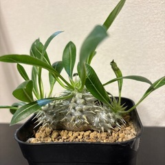 パキポディウム デンシカウレ 恵比寿大黒 Pachypodium...