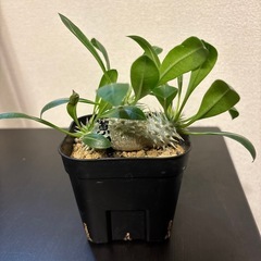 パキポディウム デンシカウレ 恵比寿大黒 Pachypodium Densicaule の画像