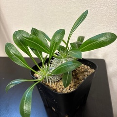 パキポディウム デンシカウレ 恵比寿大黒 Pachypodium Densicaule の画像