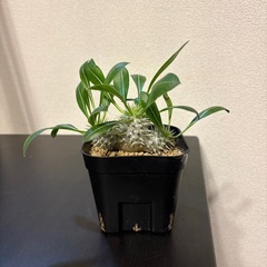 パキポディウム デンシカウレ 恵比寿大黒 Pachypodium Densicaule の画像