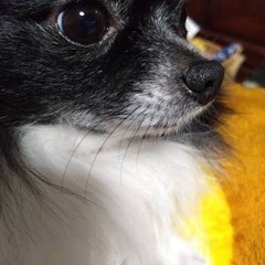 ポメチワ