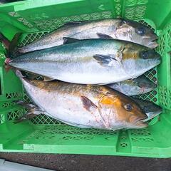 海上釣り堀メンバー募集します。