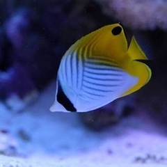 南房総で海水魚を一緒に採取して頂ける方‼️