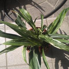 今開花中、名称は多分ですが報歳蘭
