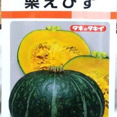かぼちゃ苗　1苗　ミニカボチャほっこり姫またはほっこり１３３（SOLD OUT)の画像