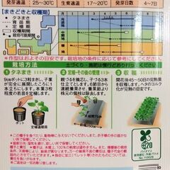 かぼちゃ苗　1苗　ミニカボチャほっこり姫またはほっこり１３３（SOLD OUT)の画像