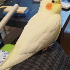 オカメインコを逃がしてしまいました