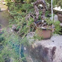 盆栽　いろいろの画像
