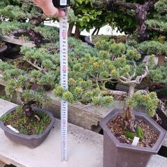 盆栽　いろいろの画像