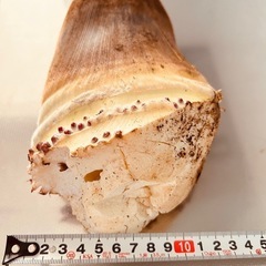 採りたてたけのこの画像