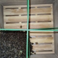 蜜蜂巣箱三段スライド巣門 3/5階 蜜蜂巣箱 ミツバチ 巣箱 重箱式 養蜂箱 杉材 蜂ハイブ