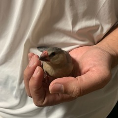 再募集中　文鳥（種類不明）