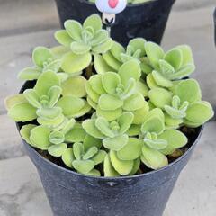多肉植物　アロマティカス(傘)
