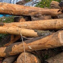 　【林業家の薪】上質 ソメイヨシノ 薪用原木 軽トラ定量5台前後分の画像