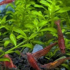 ◆◇赤いミナミヌマエビ10匹+α◆◇の画像