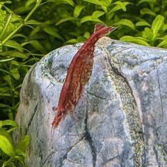 ◆◇赤いミナミヌマエビ10匹+α◆◇の画像