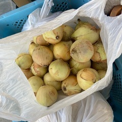白石産　新玉ねぎ　3キロの画像