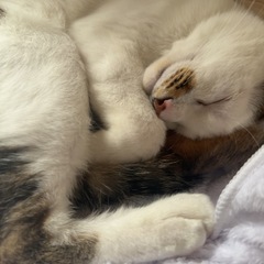 男の子の猫ちゃんです