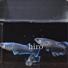 幻想メダカの卵 10個 +おまけ　めだか メダカの画像
