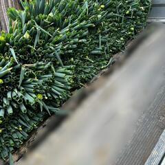 〖ネギ〗飲食店様　業務用　現金払い5000円の画像