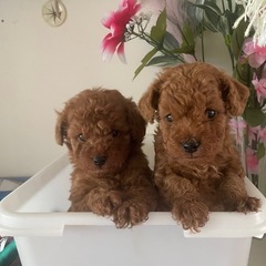 トイプードル