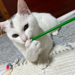 とっても元気な白ネコくん⭐︎