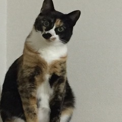 ドラミです　可愛がってくれる方よろしくお願いします
