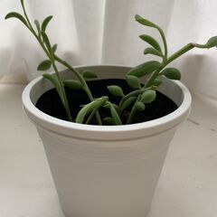 多肉植物　ネックレス＿3