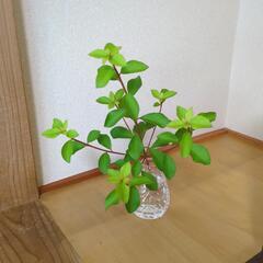 ドウダンツツジ(庭木)