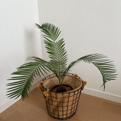 ソテツ　観葉植物