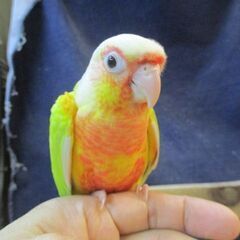 ウロコインコ　雛　サンチーク（レッド系）　