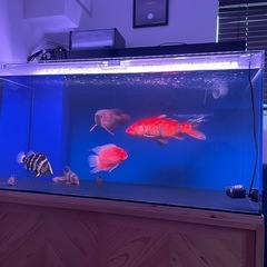 アクリル水槽セット