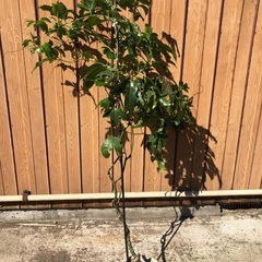 パッションフルーツ紫、2年生の画像