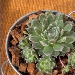 観葉植物の画像