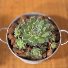 観葉植物の画像