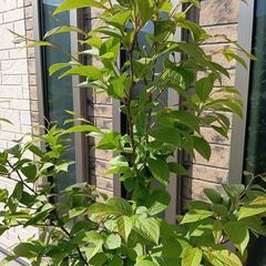 商談中　沙羅の苗木　夏椿の画像