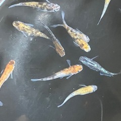 メダカ　天界　7匹の画像