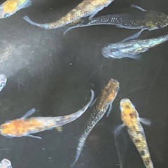 メダカ　天界　7匹の画像