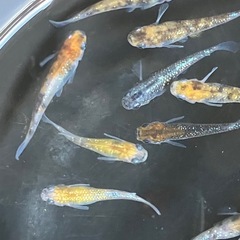メダカ　天界　7匹の画像