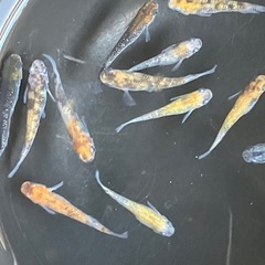 メダカ　天界　7匹の画像
