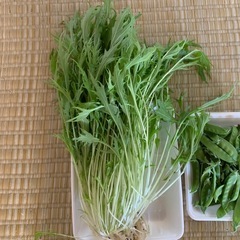 採れたて野菜　水菜と絹さやえんどうの画像
