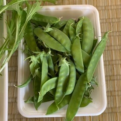 採れたて野菜　水菜と絹さやえんどうの画像