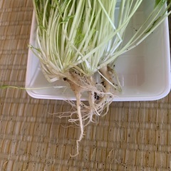 採れたて野菜　水菜と絹さやえんどうの画像