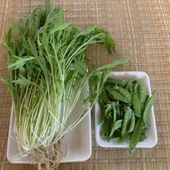 採れたて野菜　水菜と絹さやえんどうの画像