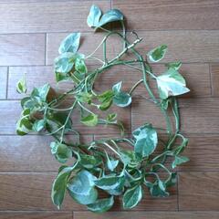 ポトス、シンゴニウム