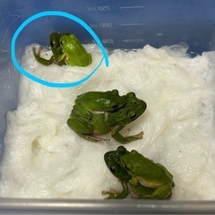 【京都府】シュレーゲルアオガエル　1ペア　配送のみ
の画像